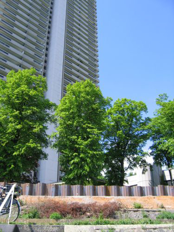 n_05_hws_r_05-2008 082.jpg